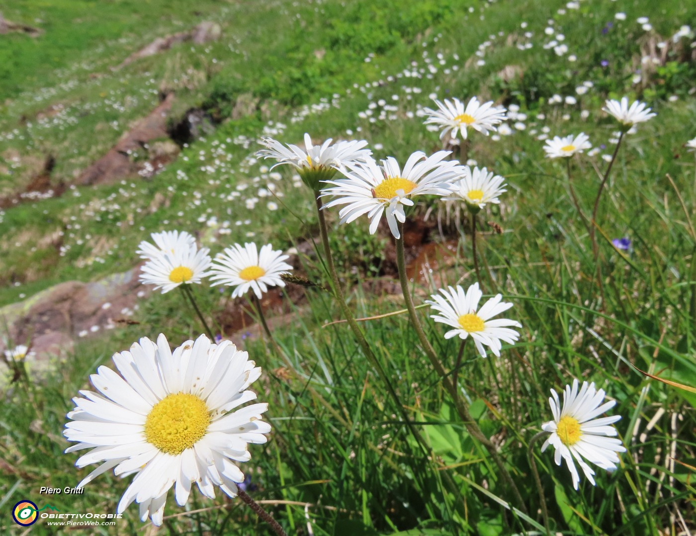 25 Leucanthemum (Margherita).JPG